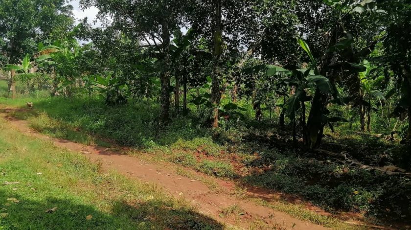Land for Sale at Ssanga Matugga 500m off Semuto Rd.
