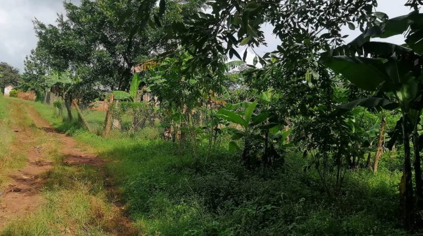 Land for Sale at Ssanga Matugga 500m off Semuto Rd.