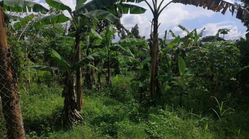 Land for Sale at Ssanga Matugga 500m off Semuto Rd.