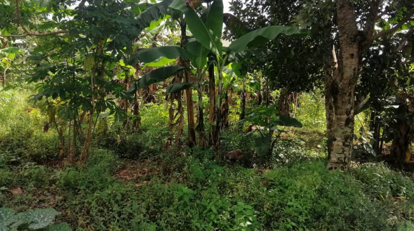 Land for Sale at Ssanga Matugga 500m off Semuto Rd.