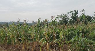 Land for Sale-Kiwenda