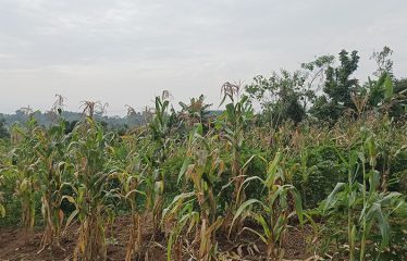 Land for Sale-Kiwenda