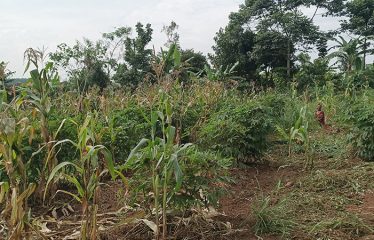 Land for Sale-Kiwenda