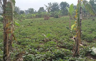 Land for Sale-Kiwenda