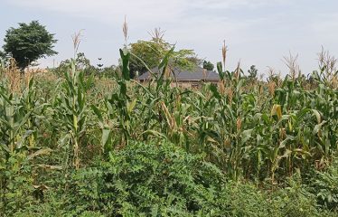 Land for Sale-Gayaza Nabutaka