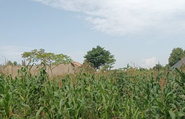 Land for Sale-Gayaza Nabutaka