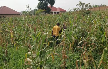 Land for Sale-Gayaza Nabutaka